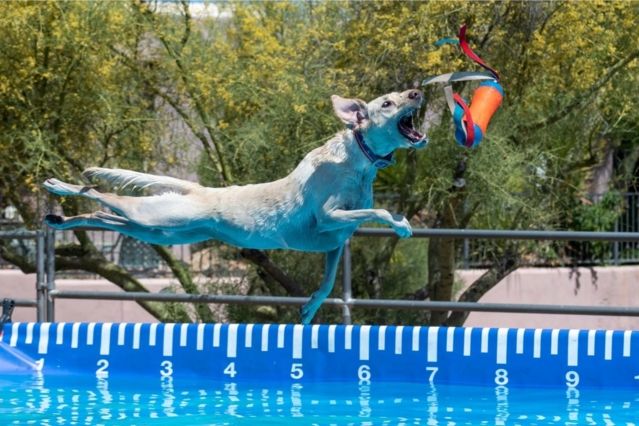 Dog Diving – So funktioniert der Wasser-Trendsport für Hunde.jpg
